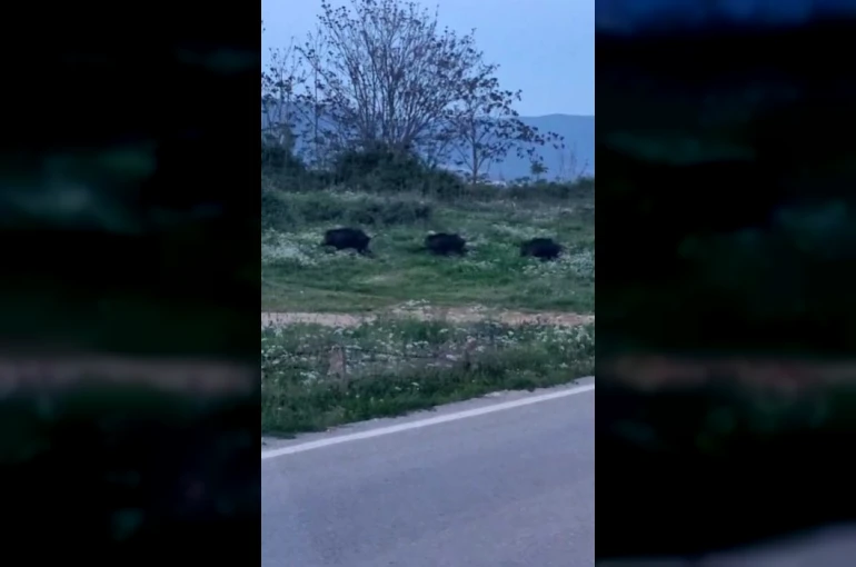 Bursa’da domuzlar şehir içinde görüntülendi 