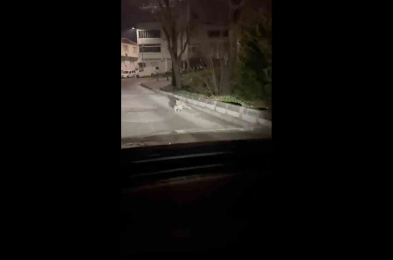 Bursa’da gece yarısı tilki, ağzında kediyle sokakta görüntülendi 