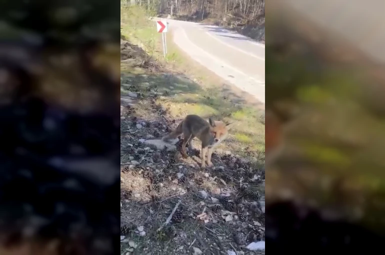 Bursa’da ilginç görüntüler 