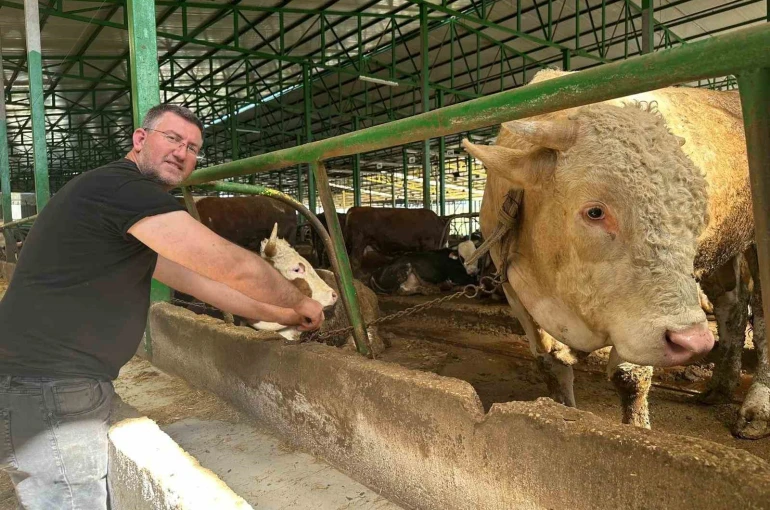 Bursa’da kurban hareketliliği: Tonluk boğayı 400 bin liraya sattı 