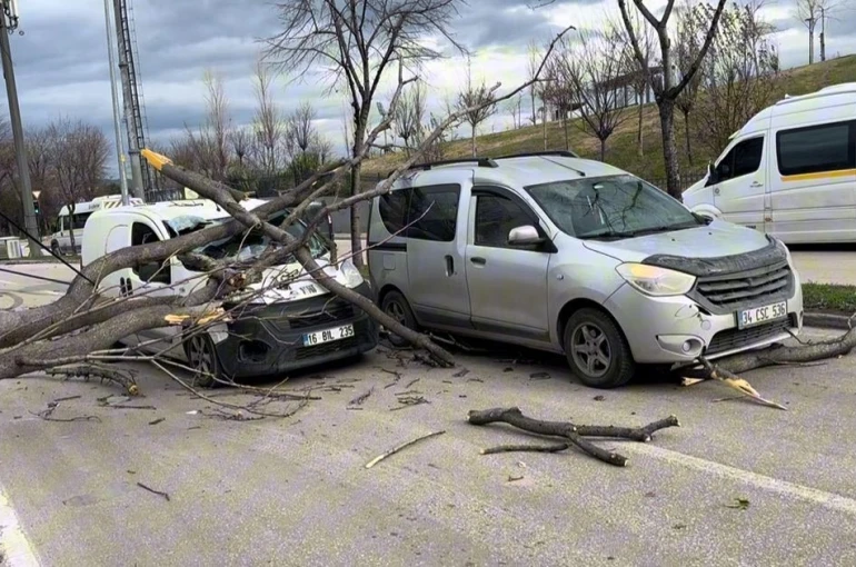 Bursa’da seyir halindeki araçların üzerine ağaç devrildi