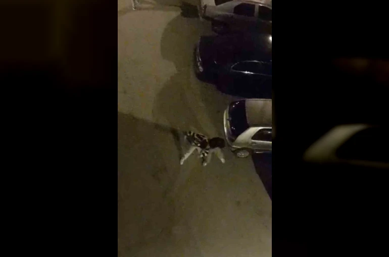 Bursa’da sokak ortasında boks ringlerini aratmayan kavga kamerada 