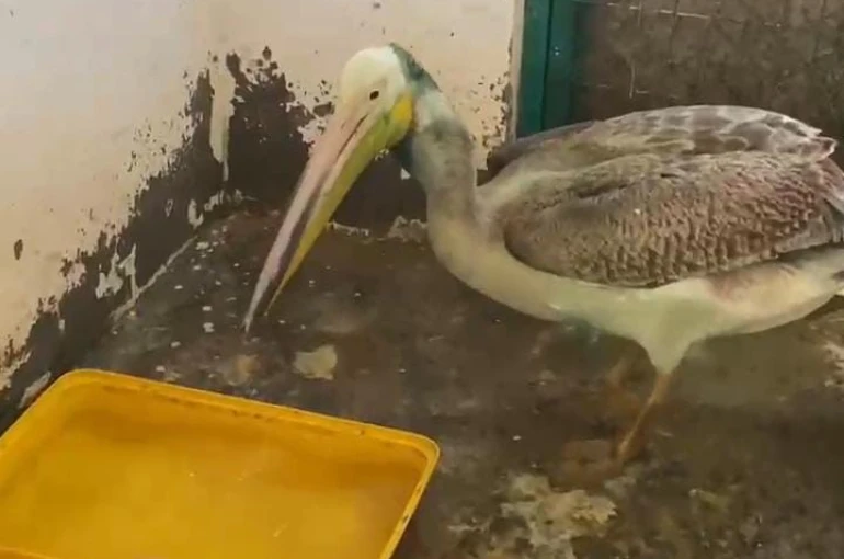 Bursa’da tedavisi tamamlanan ak pelikan doğaya salındı 