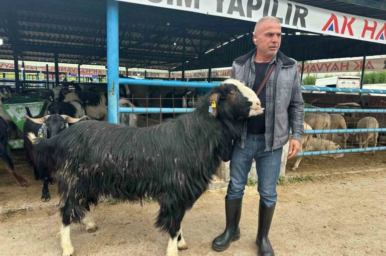Bursa’daki kurban pazarının şampiyon keçisi 47 bin liradan satıldı