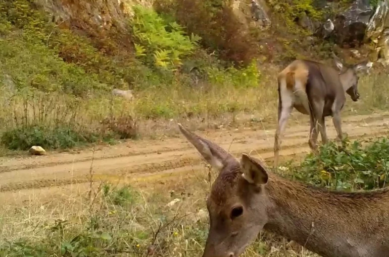 Bursa’nın kızıl geyikleri fotokapana takıldı 