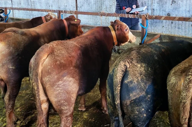 Büyükbaş hayvanlara şap aşısı ve sağlık taraması 