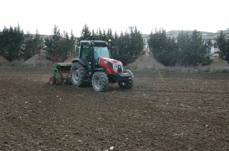 Büyükçekmece’de atıl araziler buğdayla buluştu 