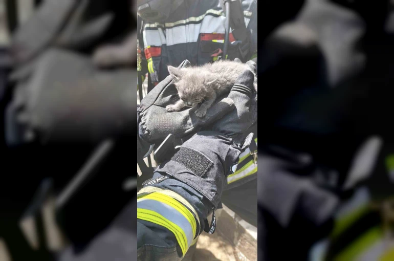 Büyükşehir İtfaiyesi, yangında mahsur kalan 6 kediyi kurtardı 