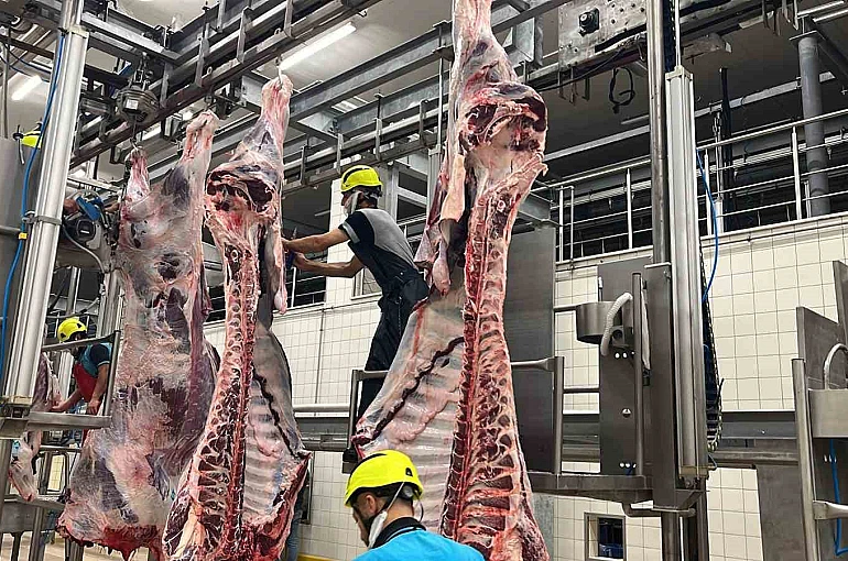 Büyükşehir mezbahasında 6 bin 29 kesim yapıldı 