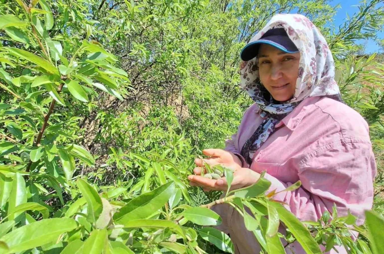 Çağla, üreticisinin yüzünü güldürdü 