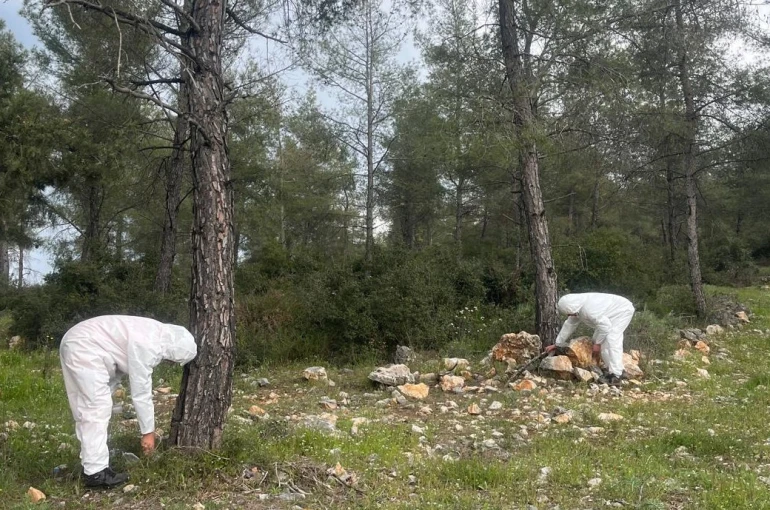 Çamkese böceği ile mücadele devam ediyor 