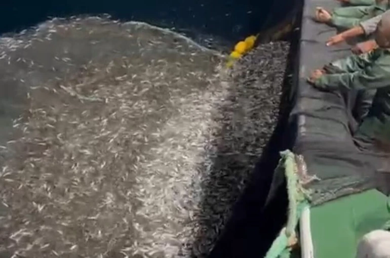 Çanakkale’de balıkçılardan örnek avcılık, yavru balıkları denize geri saldı 