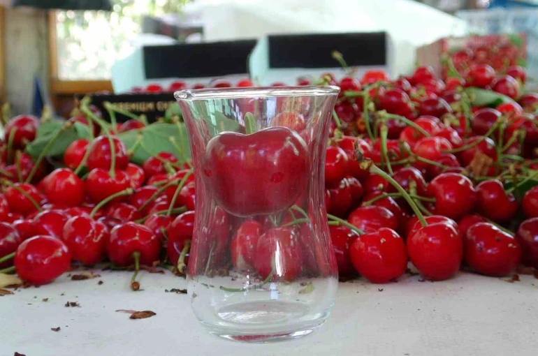 Çanakkale’de çay bardağına sığmayan Lapseki kirazında hasat başladı 