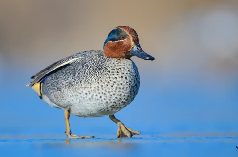 Çanakkale’de kış ortası su kuşu sayımları 