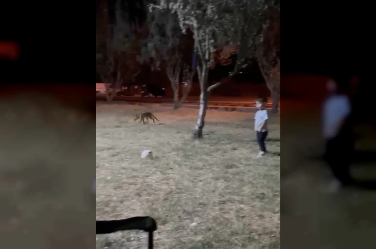 Çanakkale’de minik çocuğun topunu tilki böyle çaldı