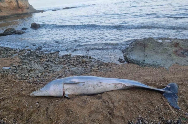 Çanakkale’de ölü yunus balığı sahile vurdu 