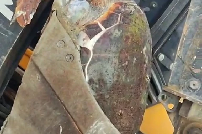 Çanakkale’de sahile ölü caretta caretta vurdu 