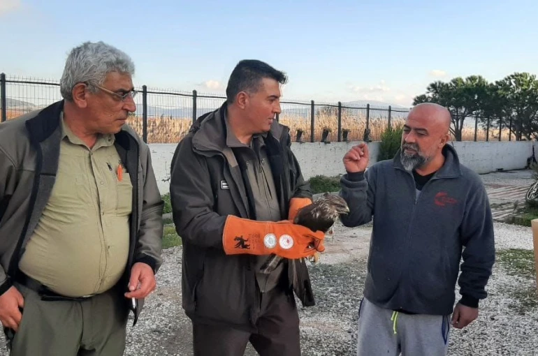 Çanakkale’de yaralı şahin koruma altına alındı 