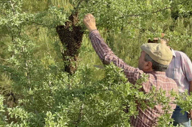Çanakkale’de yavru arı bolluğu arı üreticilerinin yüzünü güldürdü 