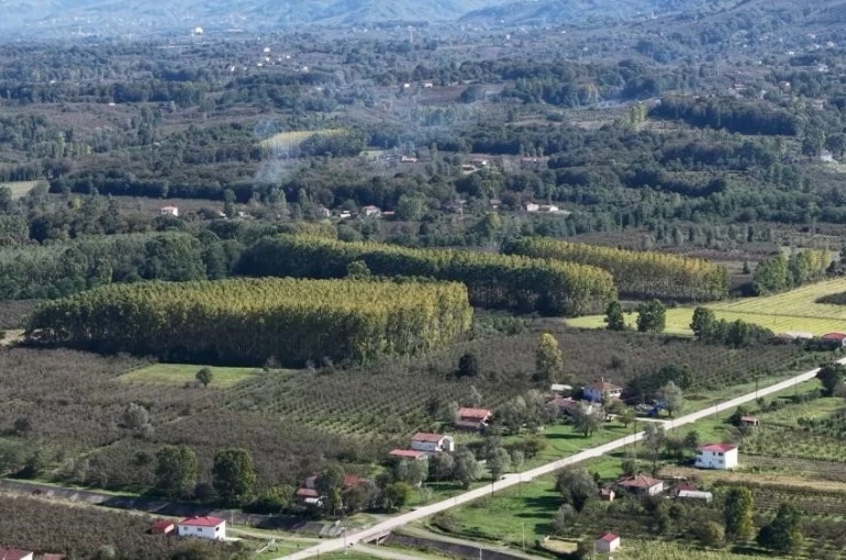 Çarşamba Ovası meyvede zirvede 