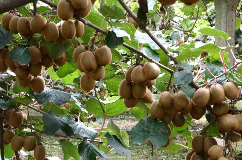 Çarşamba’da kivi hasadı başladı: Hedef Türkiye birinciliği 