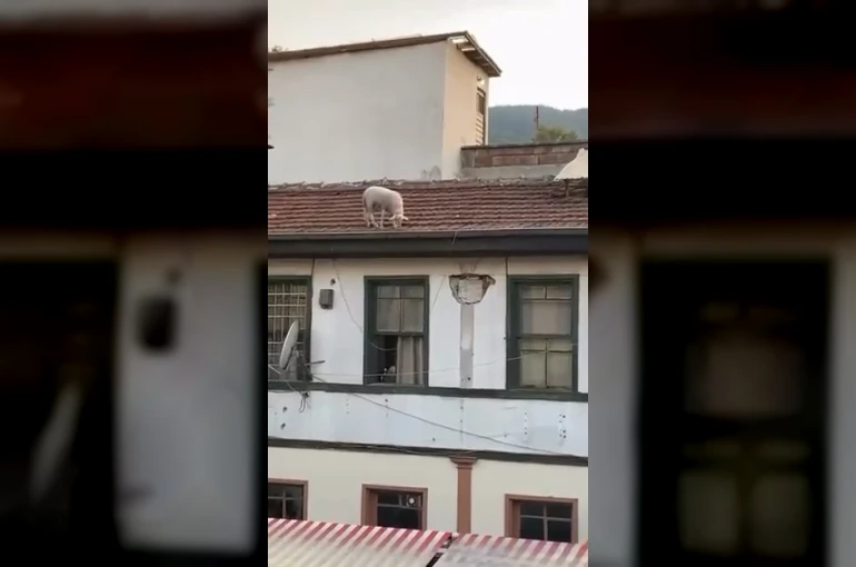 Çatıdaki koyunu görenler telefonuna sarıldı