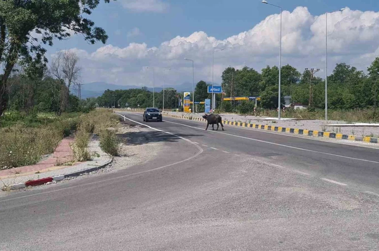 Çaycuma-Perşembe yolunda mandalar sürücülere zor anlar yaşattı