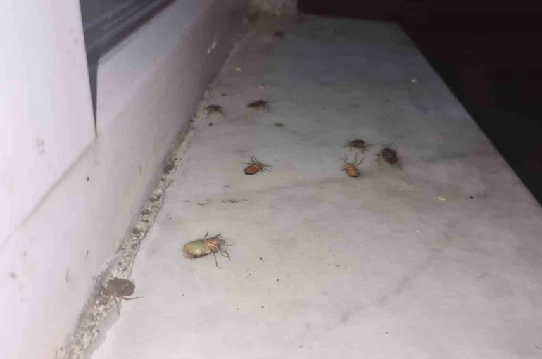 Çaycuma’da kahverengi kokarca alarmı