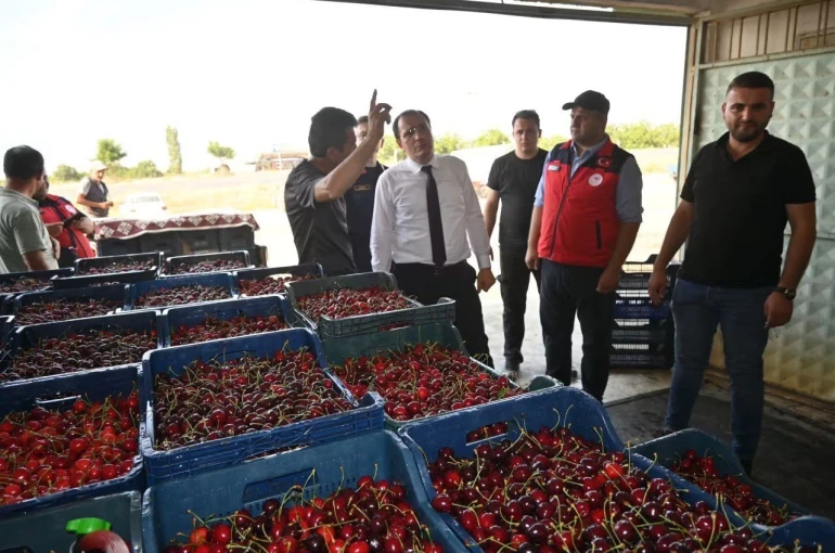 Çay’da kiraz hasadı başladı