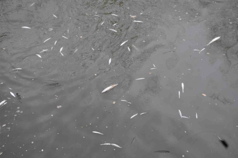 Çayda korkutan görüntü: Yüzeye çıkan balıklar ölüyor 