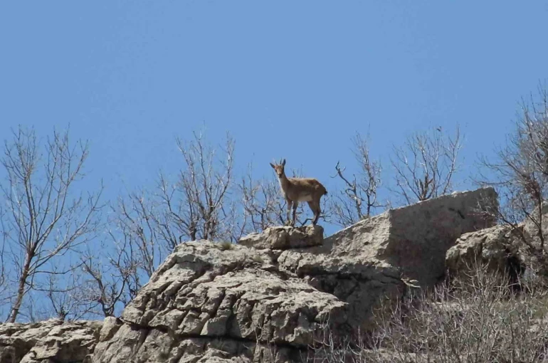 Çermik dağları ’dağ keçilerine’ emanet 