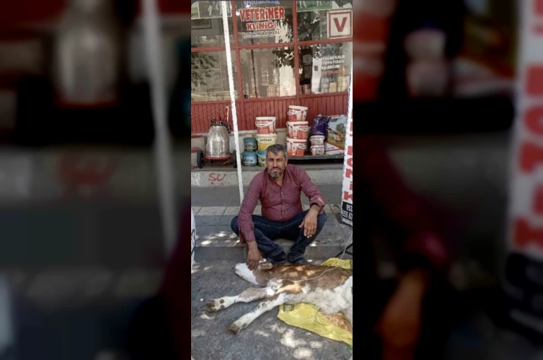Çermik’te kamyonetten düşen buzağı bulunup sahibine teslim edildi 