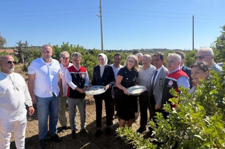 Çeşme’de damla sakızı ve zeytin hasadı başladı