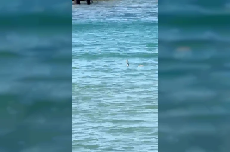 Çeşme’de denizde yılan paniği