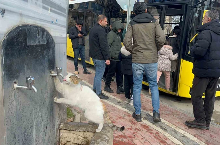 Çeşmeye patisini dayayan kedi, vatandaşların musluğu açmasıyla kana kana su içti 