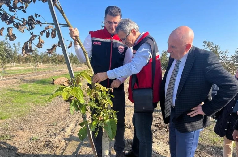 Ceviz bahçeleri büyüyor üretici yüzü gülüyor 