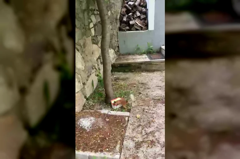 Ceviz bulamayınca kabı protesto etti: Sincap ile vatandaşın diyaloğu gülümsetti