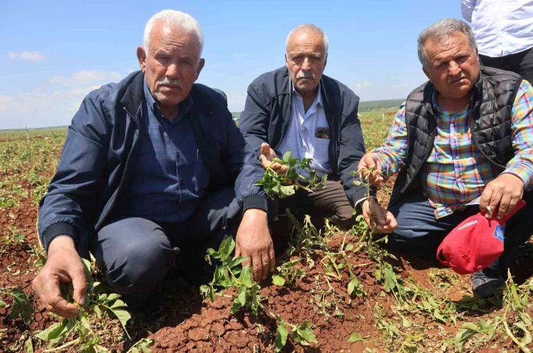 Ceviz büyüklüğündeki dolu yağışı tarım arazilerine zarar verdi 