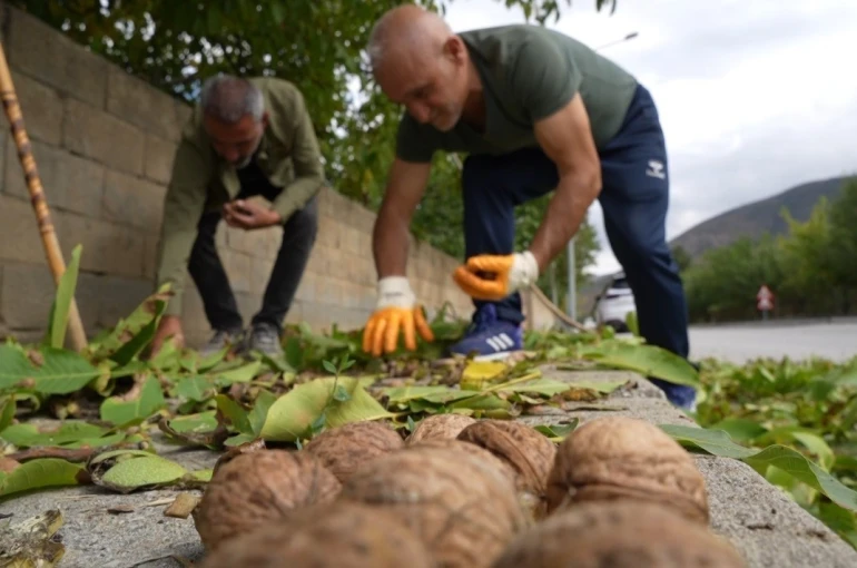 Ceviz üreticilerine antraknoz uyarısı 