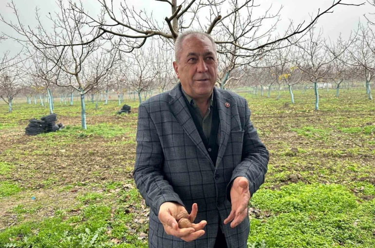 Cevizle yaşam şartları değişen köyde İstanbullular da bahçe kuruyor 