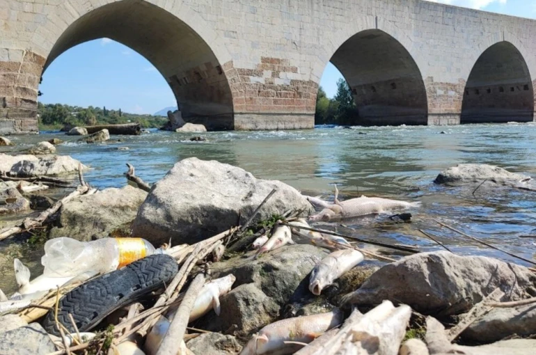 Ceyhan Nehri’ndeki toplu balık ölümlerinin nedeni ağır metal çıkmadı