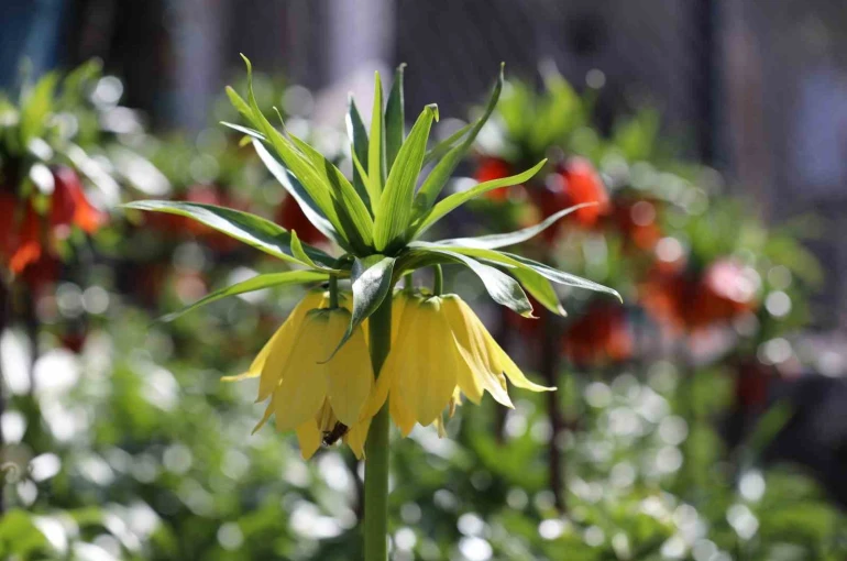 Cezayı duyan bir adım geri çekiliyor: Şırnak’ta ters laleler görsel şölen sundu 