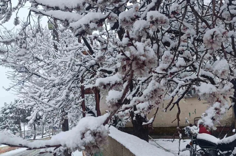 Çiçek açan ağaçlar yağan karla beyaza büründü 