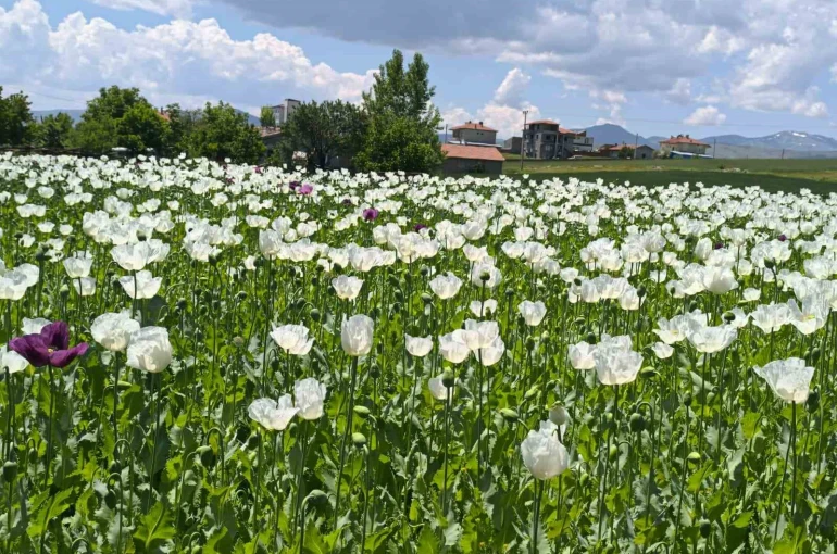 Çiçek açan haşhaş tarlaları adeta doğal fotoğraf stüdyosuna döndü 