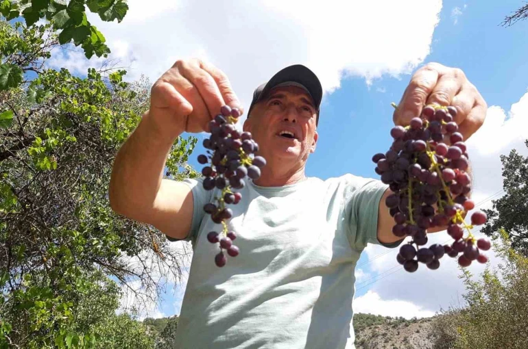 Çiftçiler kışlık hazırlığında: Pekmezlik üzümlerin hasadı yapıldı 