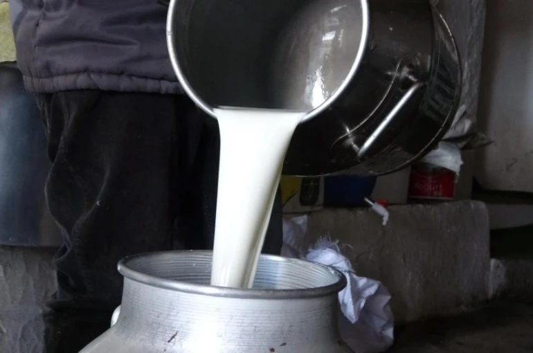 Çiğ süt fiyatları belli 