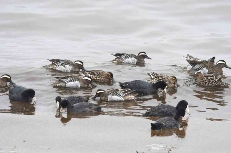 Çıkrıkçın ördekleri Van Gölü sahilinde görüntülendi