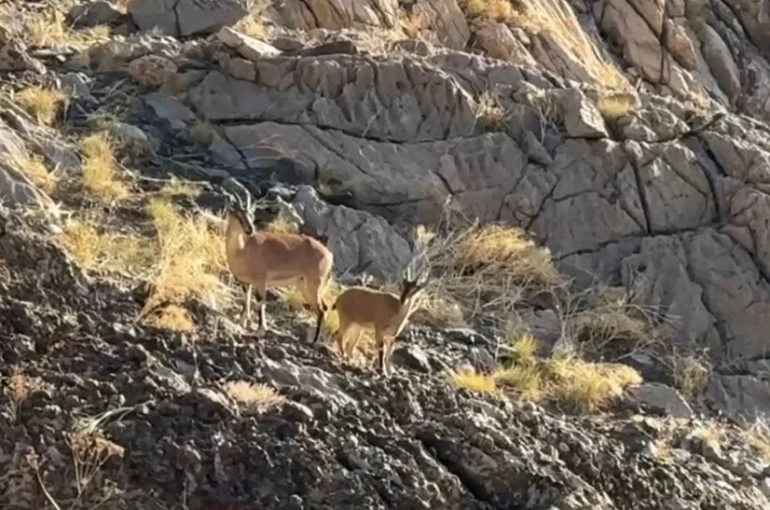 Cilo Dağı’nda doğaseverlere dağ keçisi sürprizi