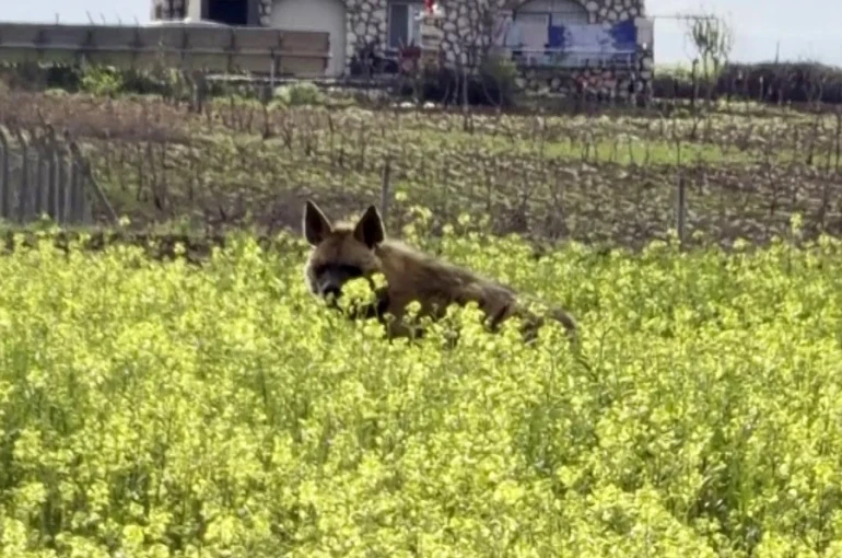 Çizgili sırtlan sarıçiçekler arasında görüntülendi