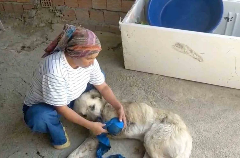 Çoban köpeğini tüfekle vurup sakat bıraktılar